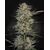 Candy Breath, Фасовка: 3